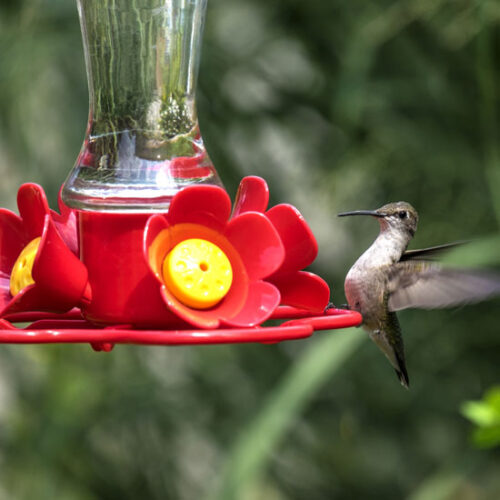 Monitor Sugar Water Levels in Your Hummingbird Feeder